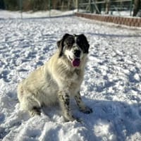 Dankbare Hedwig sucht ihre Menschen, Hündin zur Adoption