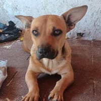 Pedro möchte seine Koffer packen, Hund zur Adoption