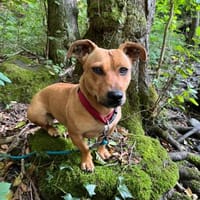 Luna ist ein Herzenshund, Hündin zur Adoption