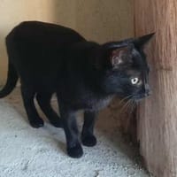 Lucy, verspieltes Katzenmädchen, ca. 7 M, Katze zur Adoption