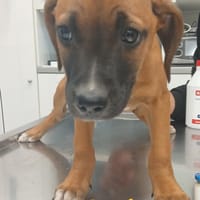 Susi  freut sich auf eine Familie, Hündin zur Adoption