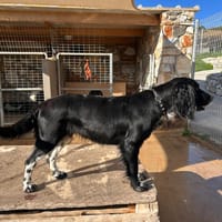 Wundervolle Xena, Hündin zur Adoption