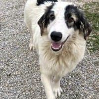 Wunderbare Shine sucht ihre Familie, Hündin zur Adoption