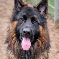 Herr Schröder sucht ein Zuhause, Hund zur Adoption