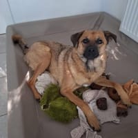 Hannes - perfekter Junghund, Hund zur Adoption