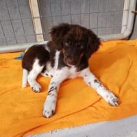 Foxy  sucht ihr Glück, Hündin zur Adoption