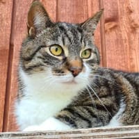 Ole, Kater zur Adoption