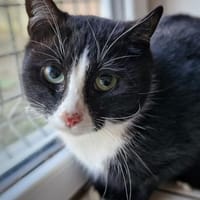 Kleiner Onkel, Kater zur Adoption