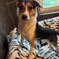 Halla - unkomplizierte fröhliche Hündin, Hündin zur Adoption