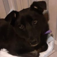 Martha❤derzeit in 56291 Hausbay, Hündin zur Adoption