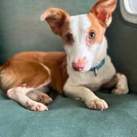 Podenga Tilia wartet in Sindelfingen, Hündin zur Adoption