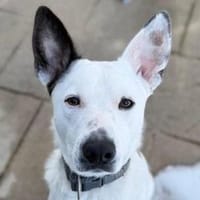 Zuhause gesucht für Trick, Hund zur Adoption