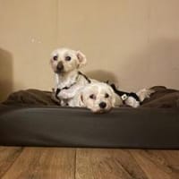 2 kleine Malteser Mixe suchen ein Zuhaus, Hund zur Adoption