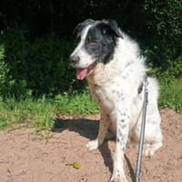 Wastel nun Toni 70 cm (Pflegestelle), Hund zur Adoption