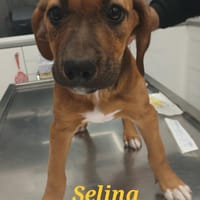 Selina ein Traum in braun mit weiß, Hündin zur Adoption