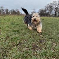 Brösel sucht seine Familie, Hund zur Adoption