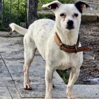 Tina ❤ lustige Jack Russel Hündin, Hündin zur Adoption