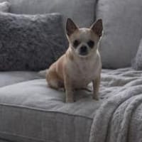 Daria eine ruhige und sanfte Seele, Hündin zur Adoption