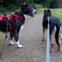 Anima, Schönheit sucht Körbchen, Hündin zur Adoption