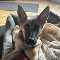 Aragon sucht ein aktives Zuhause, Hund zur Adoption