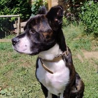 Paul sucht Endstelle, Hund zur Adoption