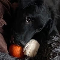 Jaronsucht sein für-immer-Zuhause, Hund zur Adoption