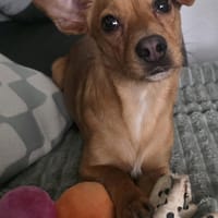 LUSTIGE FINI LIEBT KINDER, Hündin zur Adoption