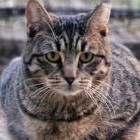 Erla, Katze zur Adoption