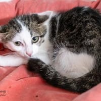 Pitan + Pina, Kater zur Adoption