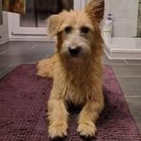 Pia 3 -neugierig und aufgeweckt-, Hündin zur Adoption