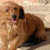 BRICCIOLA  bald auf PS in NRW, Hund zur Adoption