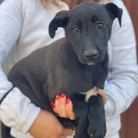 ARON 💚💚💚 ist ein hübsches Hundekind, Hund zur Adoption