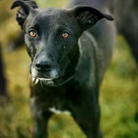 Federica im Tierheim Lüdinghausen, Hündin zur Adoption