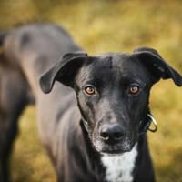 Franklin im Tierheim Lüdinghausen, Hund zur Adoption