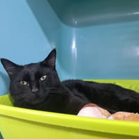 BLITZY, chatte à adopter