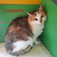 COQUETTE, chatte à adopter