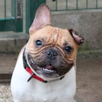 ulysse, chien à adopter