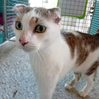 ICE TEA, chat à adopter