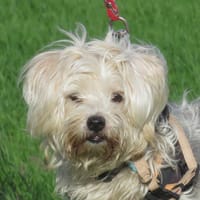 MOWGLI, chien à adopter