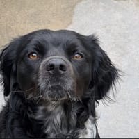 Volt, chien à adopter