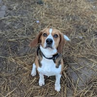 Loki, chien à adopter