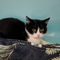 MANAE, chatte à adopter