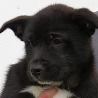 GADGET, chien à adopter