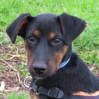 SAMY, chien à adopter