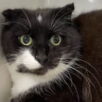 BLANCA, chatte à adopter
