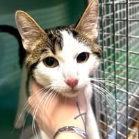 Kerchak [Chaton], chat à adopter