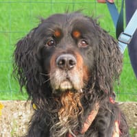 JACK, chien à adopter