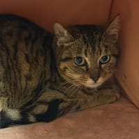 Thorin CAB5160, chat à adopter