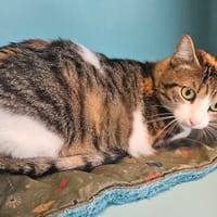 LAYA, chatte à adopter