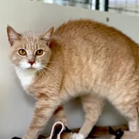 Bibiche, chatte à adopter